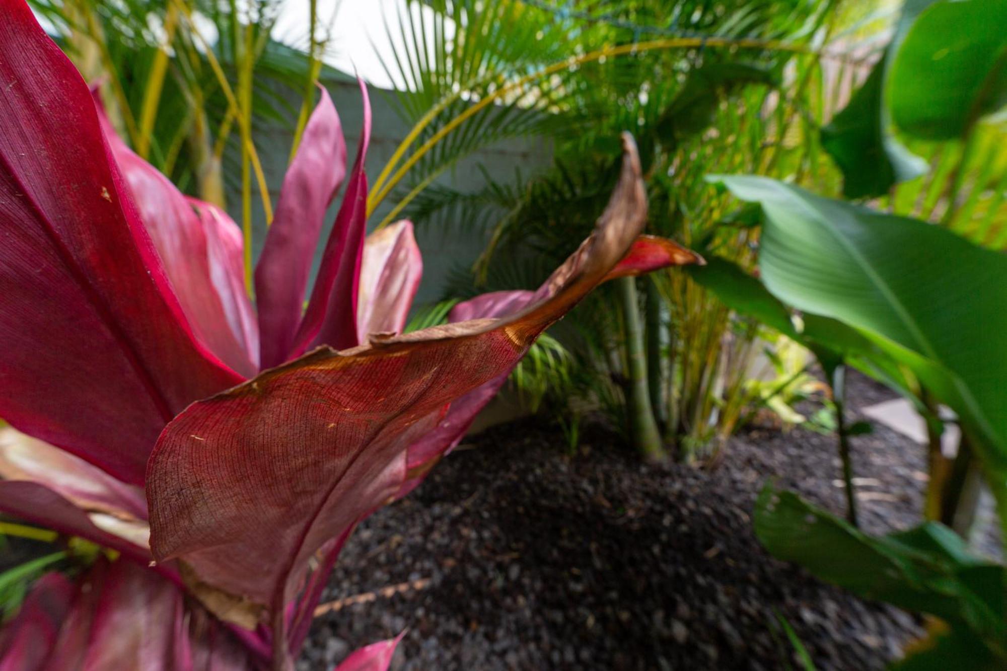 Lotus Suite, 1 Bedroom, Sleeps 4, Pool & Bbq, Pre-Renovation Summer Sale คิเฮอิ ภายนอก รูปภาพ